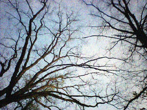 treetop2001.jpg